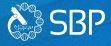 SBP